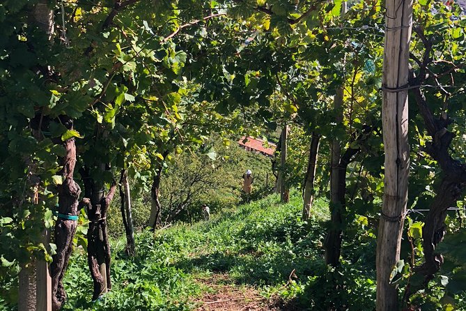 A Sparkling Day in the Prosecco Hills from Venice - Small Group Feel: 7 Hours, Not a Factory Line