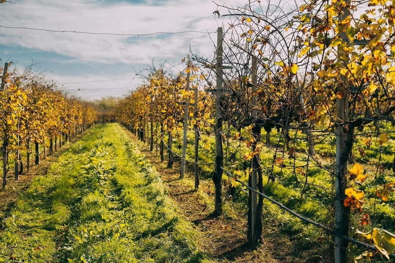 From Venice: Prosecco Hills and Wine Tasting Tour - Stop 1 in Valdobbiadene: vineyard tour, tasting, and local snacks