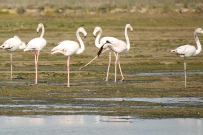 Private Boat Tour to Murano, Burano and Torcello - Torcello: the oldest island feel before you head back